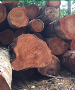 Tủ bếp gỗ xoan đào- Gỗ Xoan Đào Vietkit Home