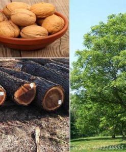 gỗ óc chó | Nội thất Vietkit Home