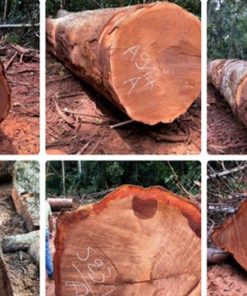 Tủ bếp gỗ xoan đào- Gỗ Xoan Đào Vietkit Home